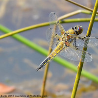 Buy canvas prints of Broad - bodied Chaser [ Female ] by Mark  F Banks