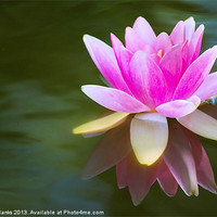 Buy canvas prints of Pink Lily by Mark  F Banks
