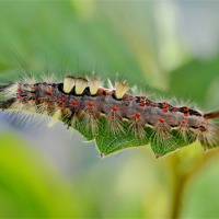 Buy canvas prints of Vapourer Moth Caterpillar by Mark  F Banks