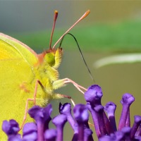 Buy canvas prints of Clouded Yellow Butterfly by Mark  F Banks