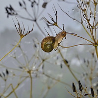 Buy canvas prints of Snail in the Mist by Mark  F Banks