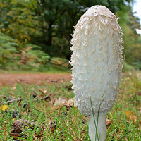 Buy canvas prints of Shaggy Ink Cap by Mark  F Banks