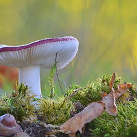 Buy canvas prints of Russula  undulata by Mark  F Banks