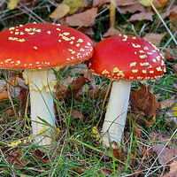 Buy canvas prints of Fly Agaric by Mark  F Banks