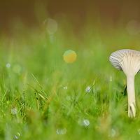 Buy canvas prints of Snowy Waxcap by Mark  F Banks