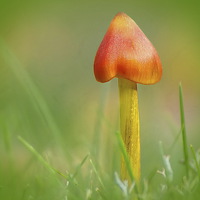 Buy canvas prints of Blackening Waxcap by Mark  F Banks