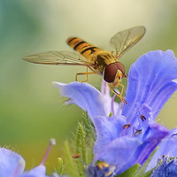 Buy canvas prints of Hoverfly Feeding by Mark  F Banks