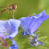 Buy canvas prints of Hoverfly Feeding  2 by Mark  F Banks