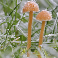 Buy canvas prints of Frosty Shroom . by Mark  F Banks