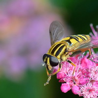 Buy canvas prints of Hoverfly [ Helophilus pendulus ] by Mark  F Banks