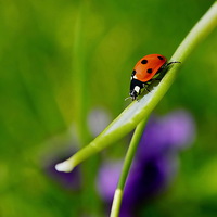 Buy canvas prints of Ladybird. by Mark  F Banks