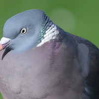 Buy canvas prints of Wood Pigeon by Mark  F Banks