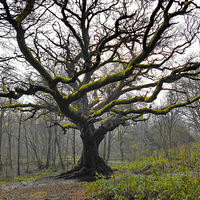 Buy canvas prints of The Great Oak by Mark  F Banks
