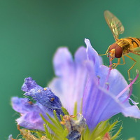 Buy canvas prints of Hoverfly on Flower by Mark  F Banks