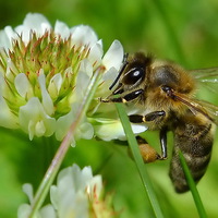 Buy canvas prints of Bee in Clover by Mark  F Banks