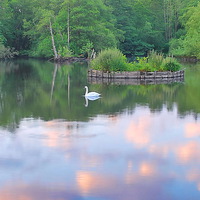 Buy canvas prints of Evening Light At Headley Mill Pond by Mark  F Banks