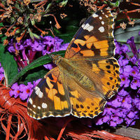 Buy canvas prints of Painted Lady by Mark  F Banks