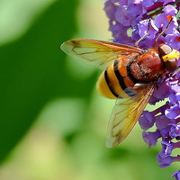 Buy canvas prints of  Hoverfly  Volucella Zonaria by Mark  F Banks