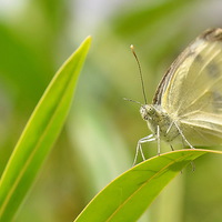 Buy canvas prints of  Small White Butterfly by Mark  F Banks