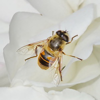 Buy canvas prints of  Hoverfly On White Rose by Mark  F Banks
