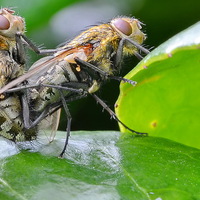 Buy canvas prints of  Mating Flies by Mark  F Banks