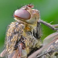 Buy canvas prints of  Flies Head by Mark  F Banks