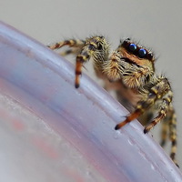 Buy canvas prints of  Jumping Spider by Mark  F Banks