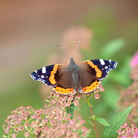 Buy canvas prints of Red Admiral by Mark  F Banks