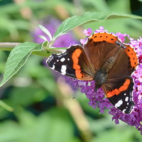 Buy canvas prints of  Red Admiral 2 by Mark  F Banks