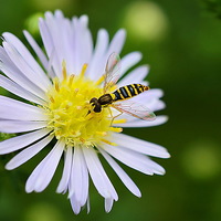 Buy canvas prints of  Hoverfly on Daisy by Mark  F Banks