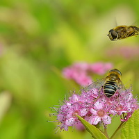 Buy canvas prints of  Hoverflies by Mark  F Banks
