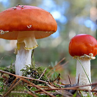 Buy canvas prints of  Fly Agaric ,  Amanita muscaria by Mark  F Banks