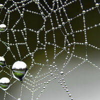 Buy canvas prints of  Inverted Spider Web Dew by Mark  F Banks