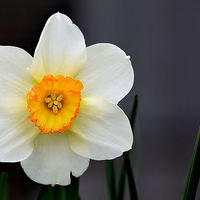 Buy canvas prints of  Daffodil by Mark  F Banks
