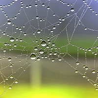 Buy canvas prints of Dew On Spider Web [colour enhanced ] by Mark  F Banks