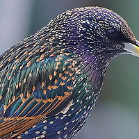 Buy canvas prints of Starling Colours by Mark  F Banks