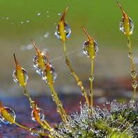 Buy canvas prints of Macro Moss Grass by Mark  F Banks