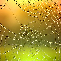 Buy canvas prints of Spider Web Dew Drops   [ Enhanced] by Mark  F Banks