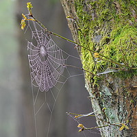Buy canvas prints of Spider web and moss on tree. by Mark  F Banks