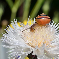 Buy canvas prints of Snail on Flower by Mark  F Banks