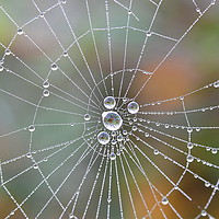 Buy canvas prints of Spiderweb  dewdrops by Mark  F Banks