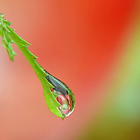 Buy canvas prints of Garden Water drop ,  ' Apples ' by Mark  F Banks
