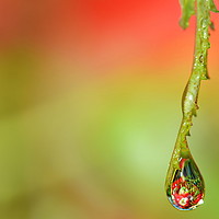 Buy canvas prints of WATER DROP  ' APPLES ' 2 by Mark  F Banks