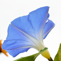 Buy canvas prints of Morning Glory from Below by Mark  F Banks