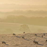 Buy canvas prints of Sheep at Dawn by Mark  F Banks