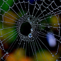 Buy canvas prints of Spider web with Dew by Mark  F Banks