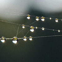 Buy canvas prints of Dew Drop Rays by Mark  F Banks