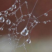 Buy canvas prints of Brick Wall in Dew drops by Mark  F Banks