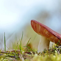 Buy canvas prints of Russula by Mark  F Banks