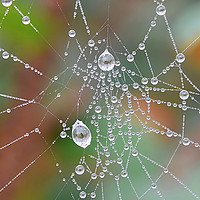 Buy canvas prints of Spider Web Dew Drops by Mark  F Banks